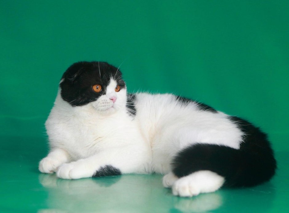 Бело черно рыжий кот