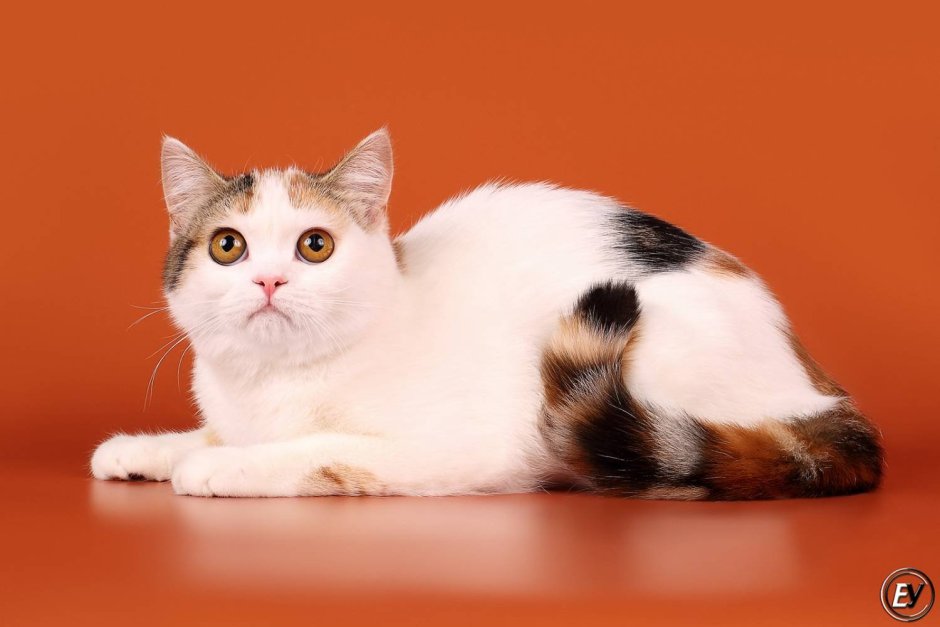 Окрас Арлекин у кошек