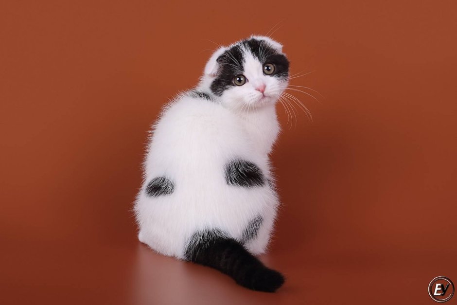 Окрас британский Bri bs24