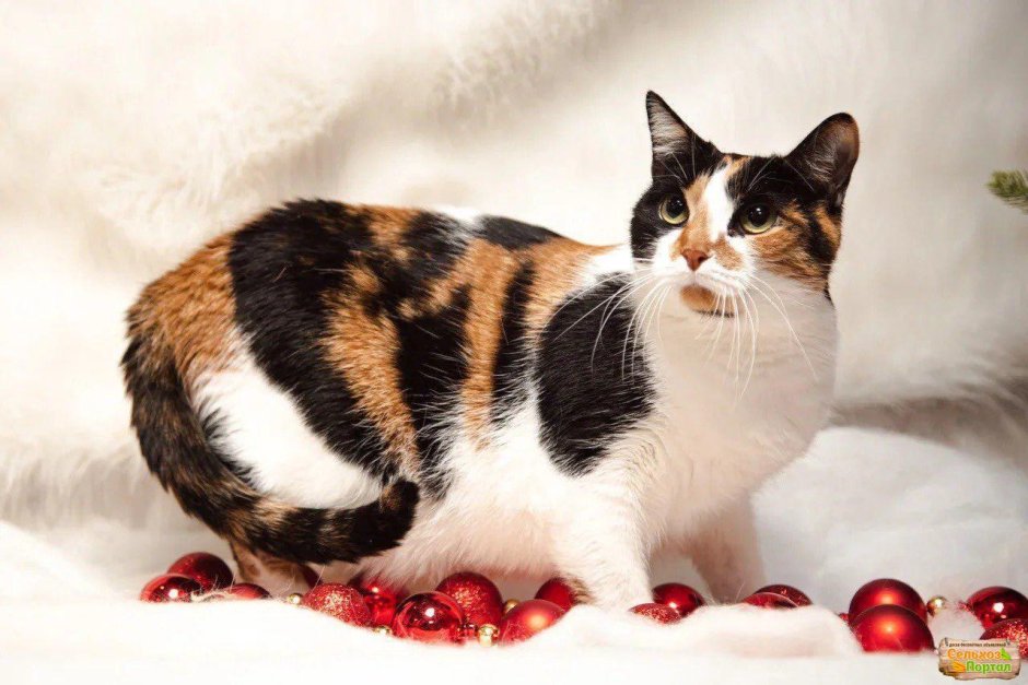 Шотландская вислоухая кошка Арлекин