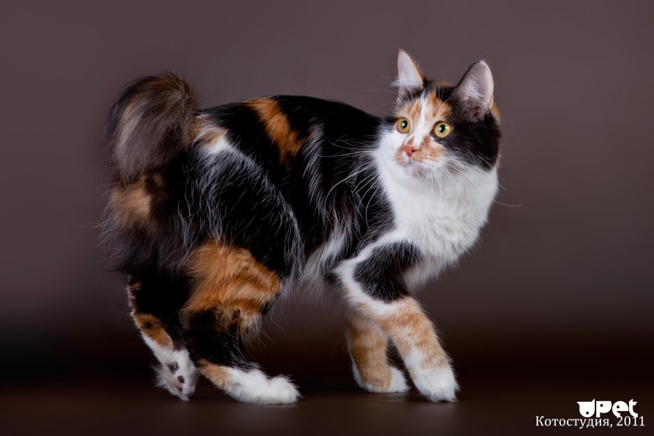 Скоттиш-фолд Шотландская вислоухая