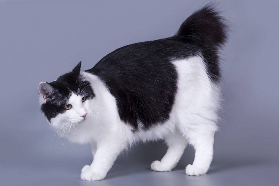 Британец биколор Арлекин