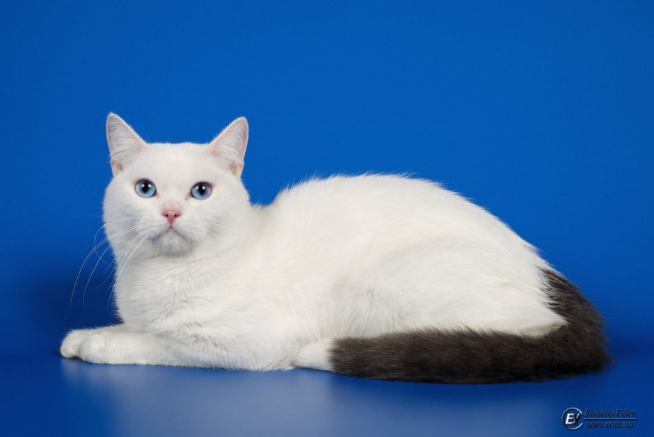 Окрас Арлекин у кошек