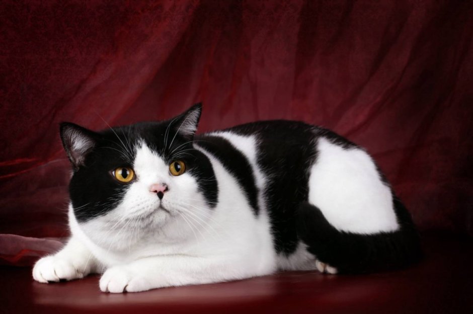 Сибирская кошка трехцветная короткошерстная