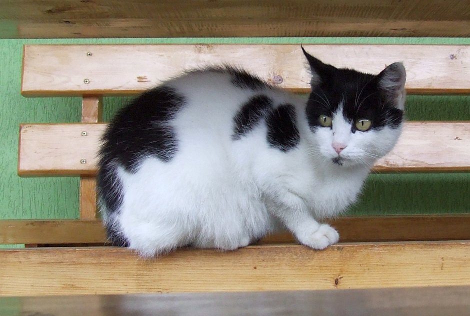 Японский бобтейл