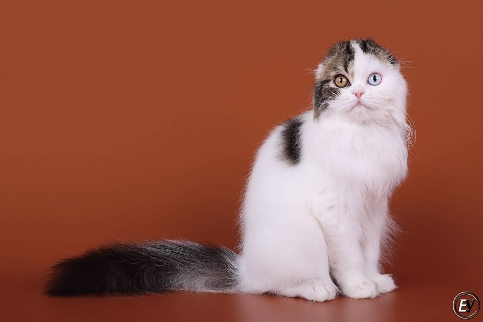 Шотландская вислоухая кошка Арлекин
