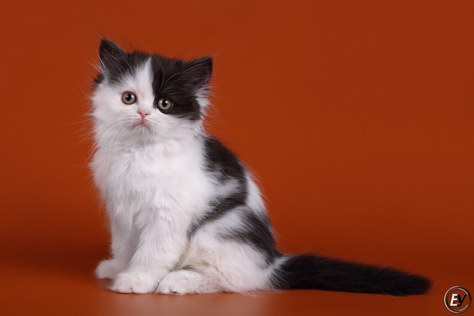 Окрас Арлекин