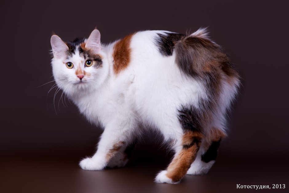 Порода кошек Арлекин