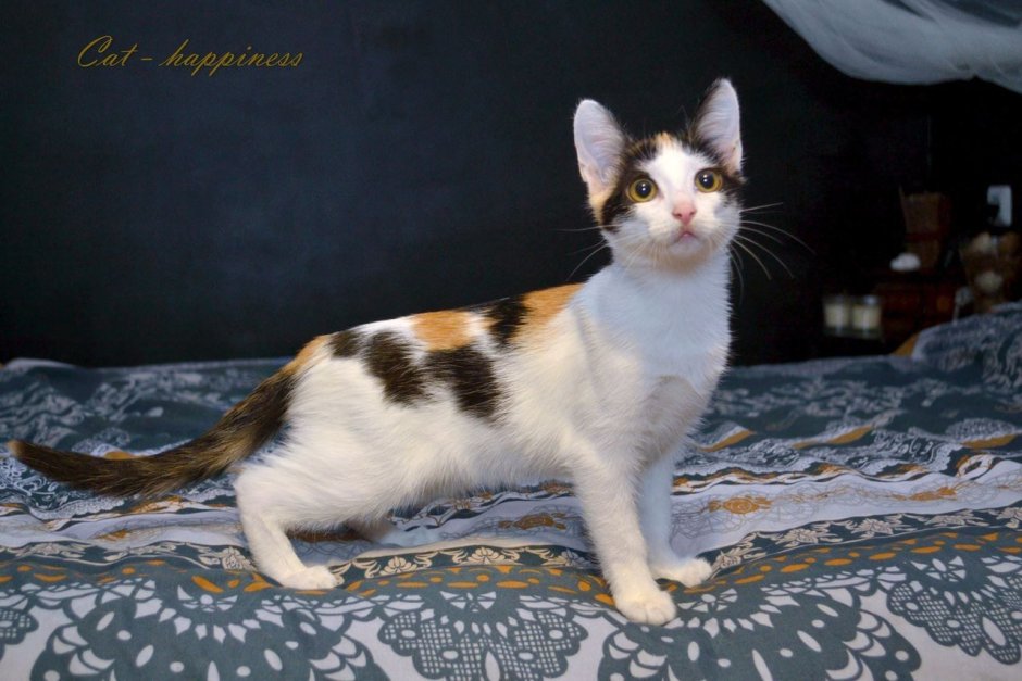 Черный биколор Мейн кун