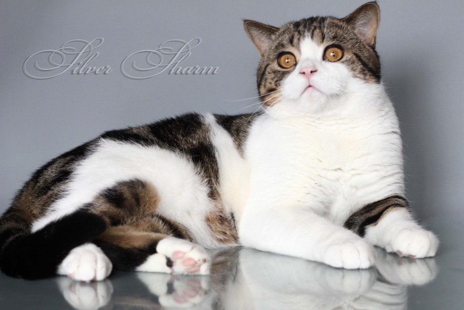 Шотландская вислоухая кошка Арлекин