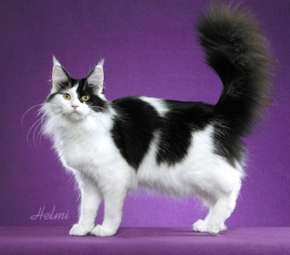 Скоттиш фолд Арлекин