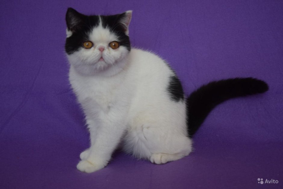 Мейн кун черепаховый окрас биколор