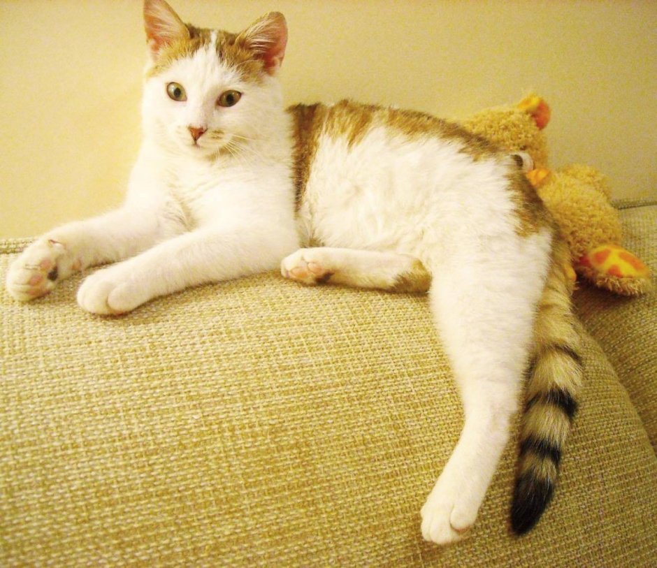Сибирская биколор короткошерстная кошка
