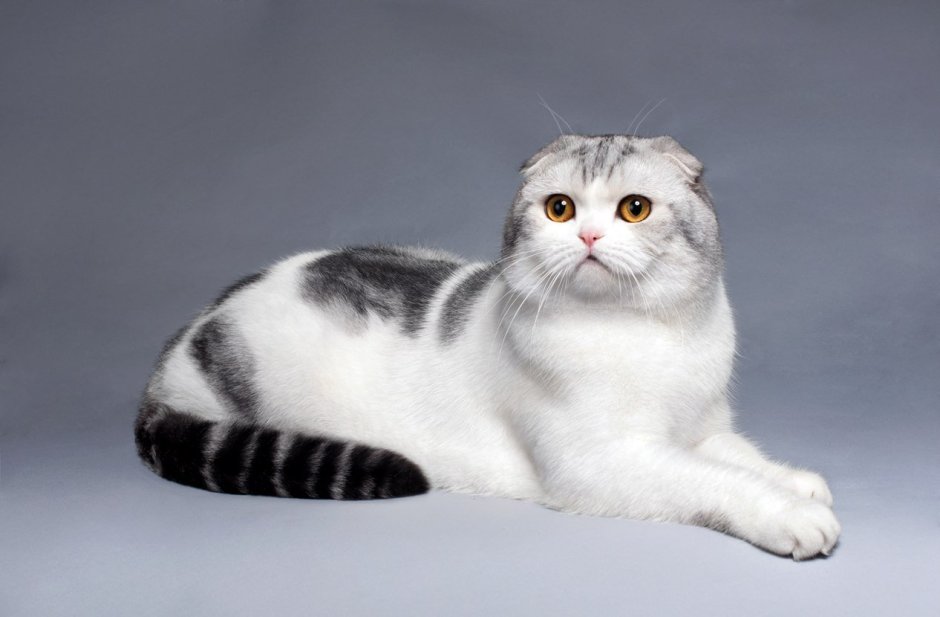 Сибирский кот биколор Арлекин