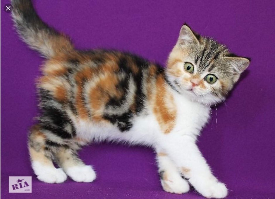 Мейн кун Арлекин