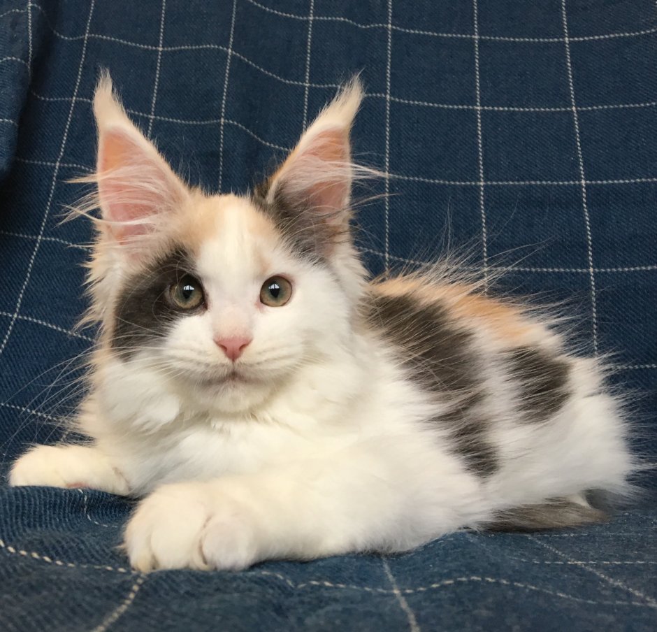 Коты биколор Арлекин Мейн кун