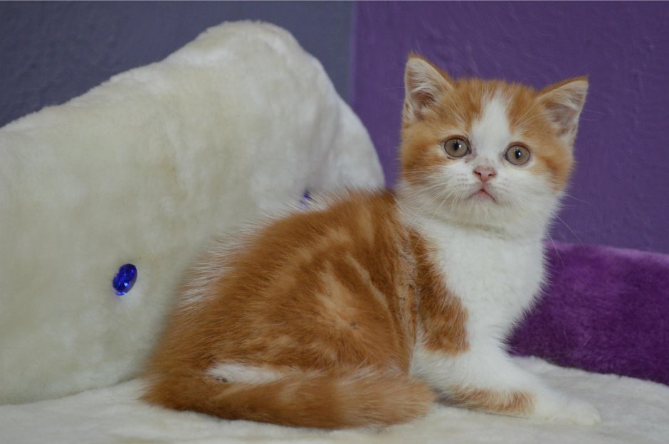 Сиамский Мейн кун