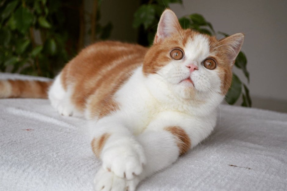 Трехцветные кошки Калико