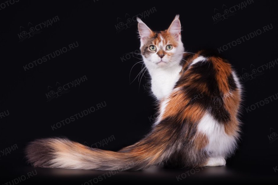 Домашние животные