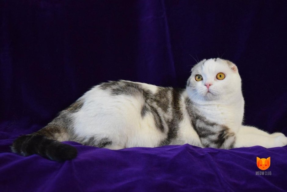 Турецкий Ван короткошерстный