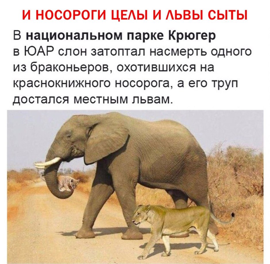 Лев и слон