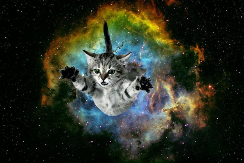 Космический котик