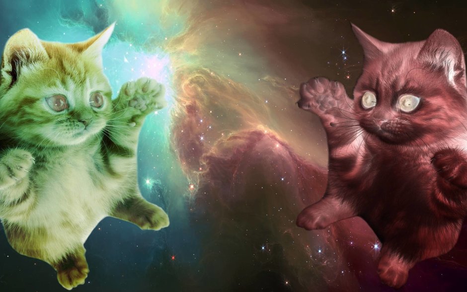 Космический котик