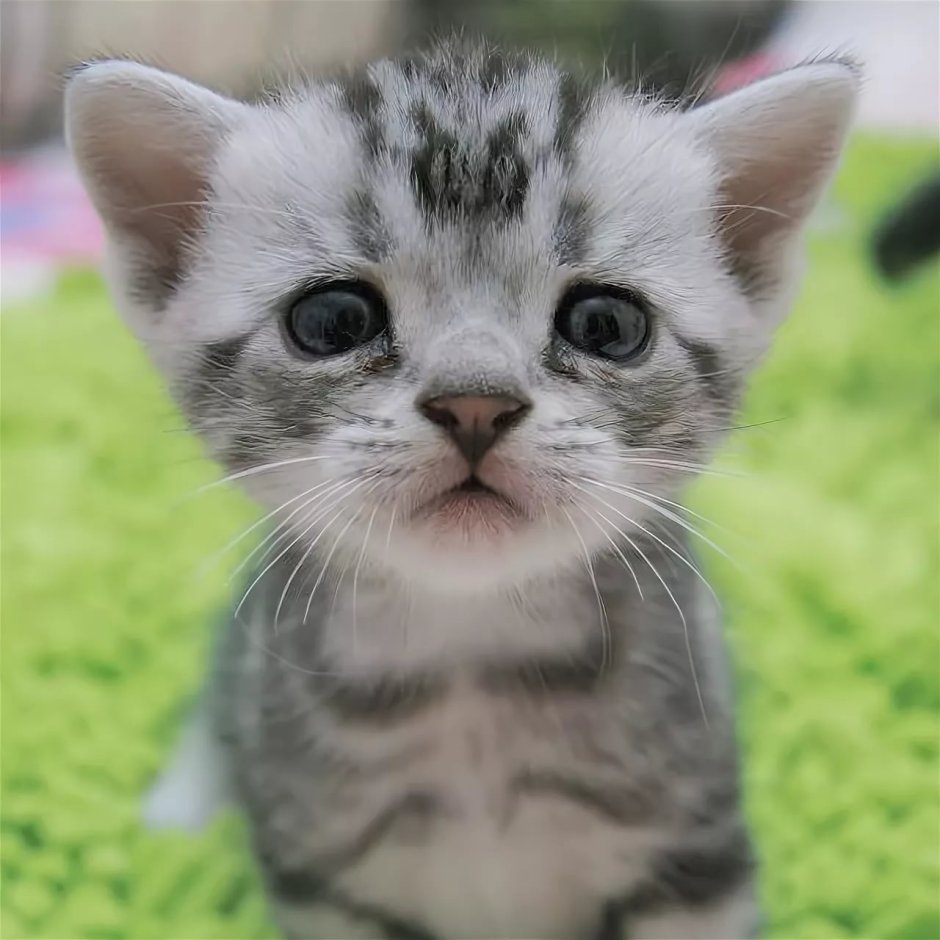 Котенок с жалобными глазами