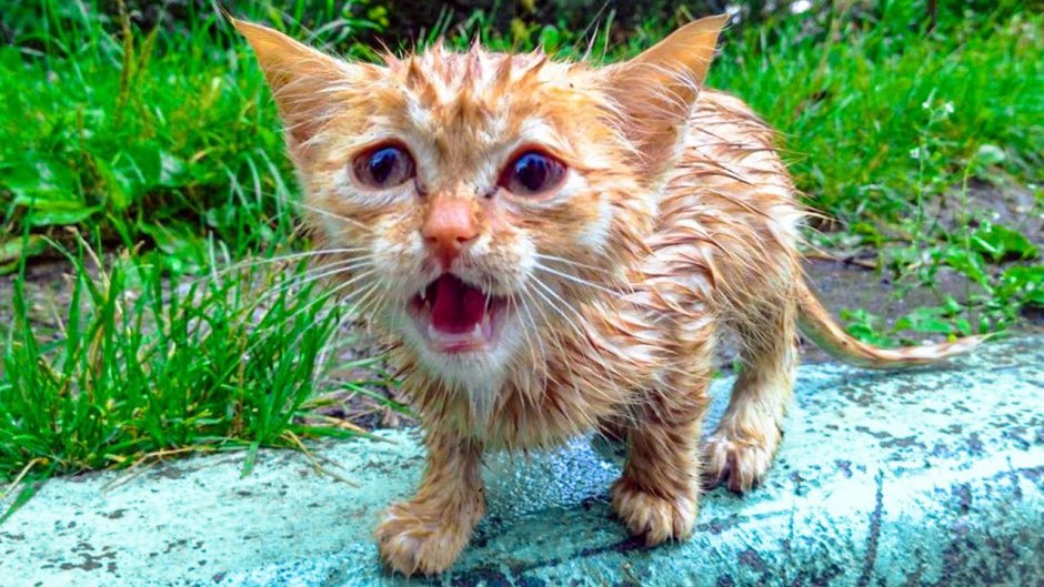 Мокрый котенок