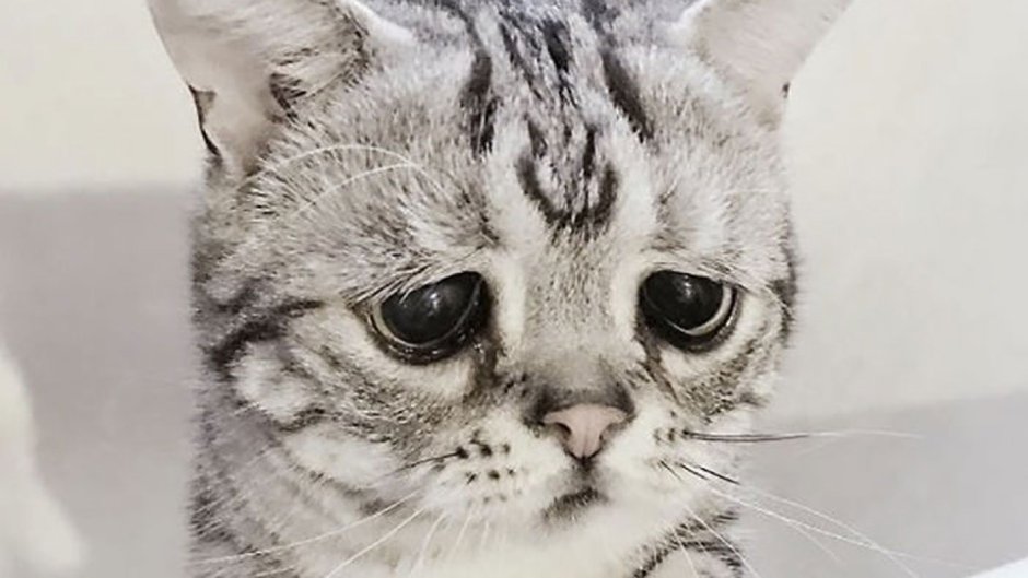 Кот с печальными глазами