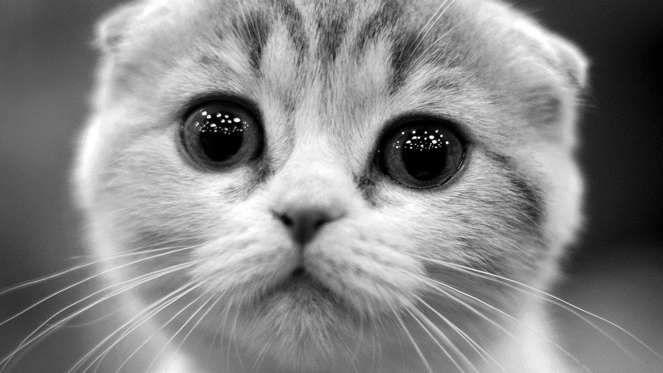 Просящий котик