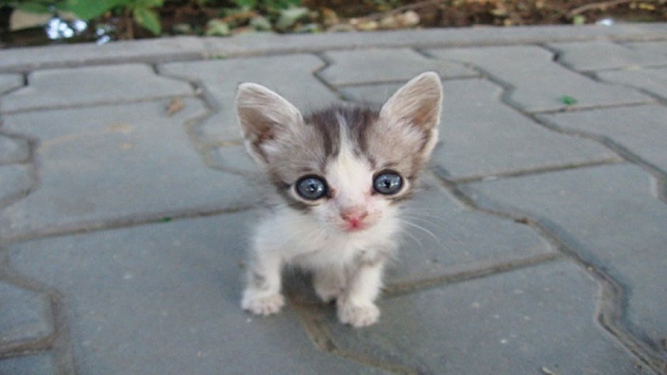 Жалко котёнка