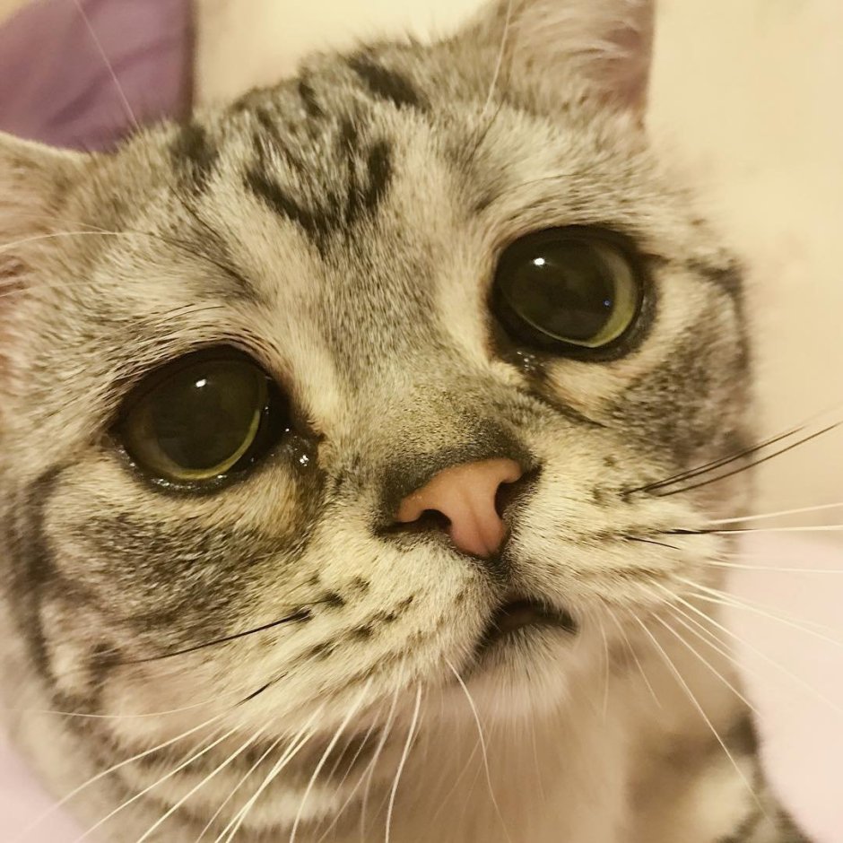 Грустные коты