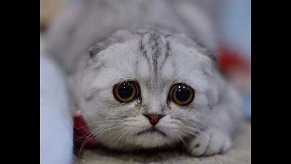Грустная кошка