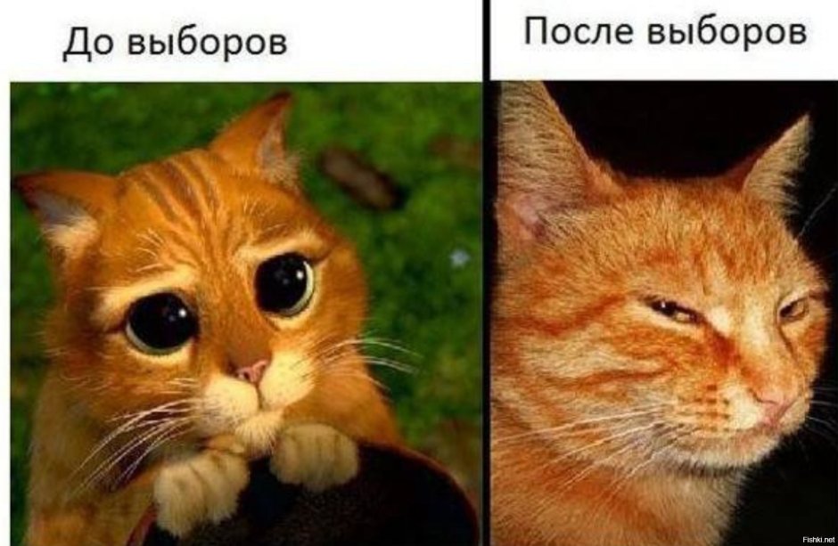 Кот Шрек глаза
