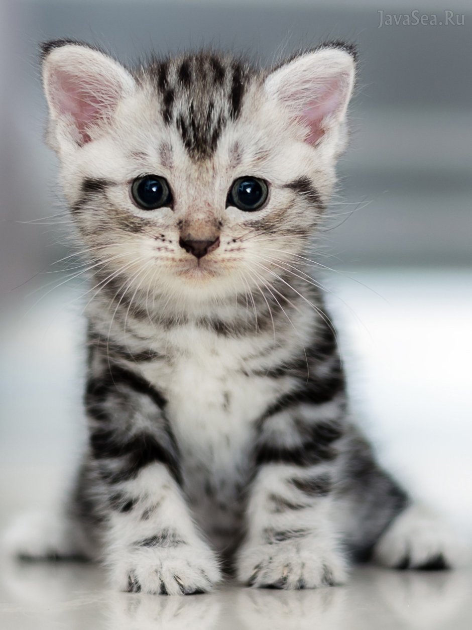 Котята фото