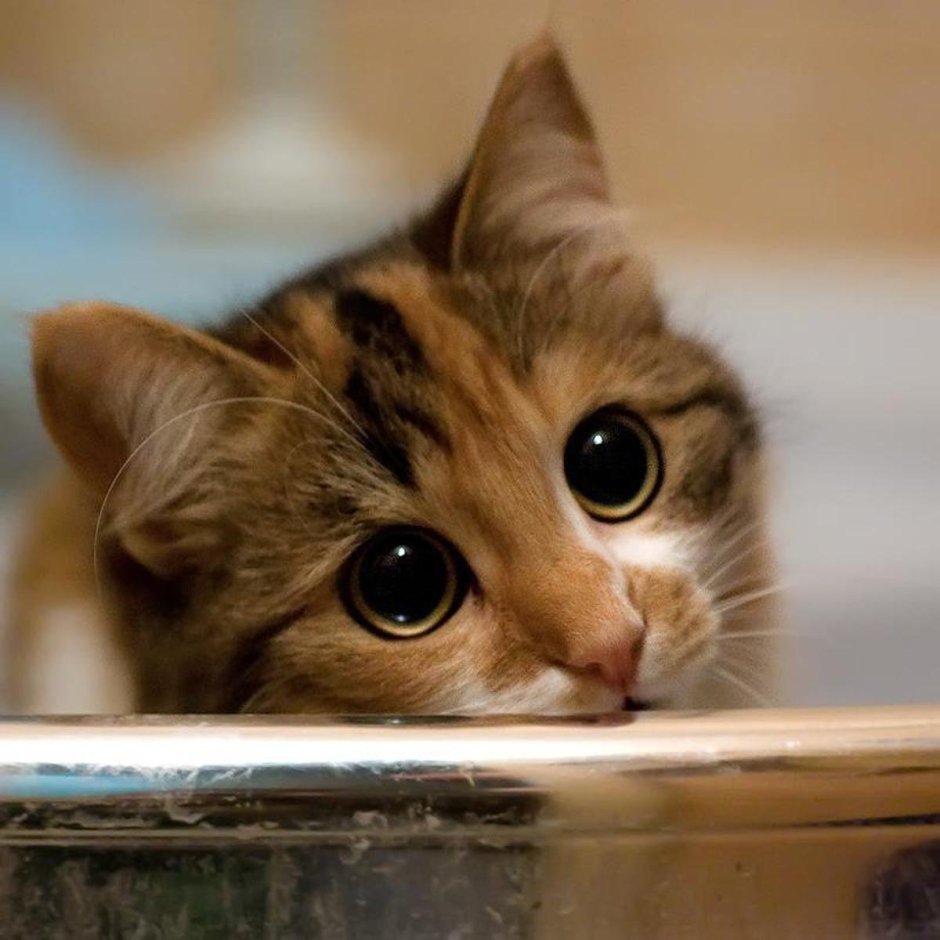Саша котиков