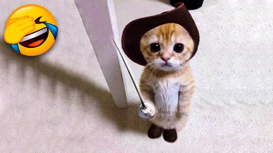 Защищайся кот