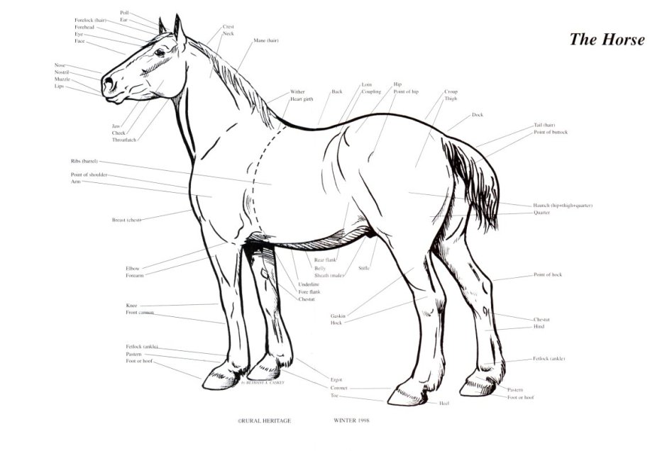 Horse body Parts