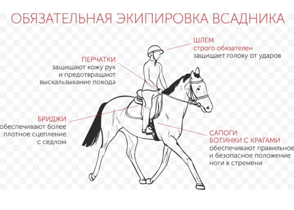 Размер лошади и человека