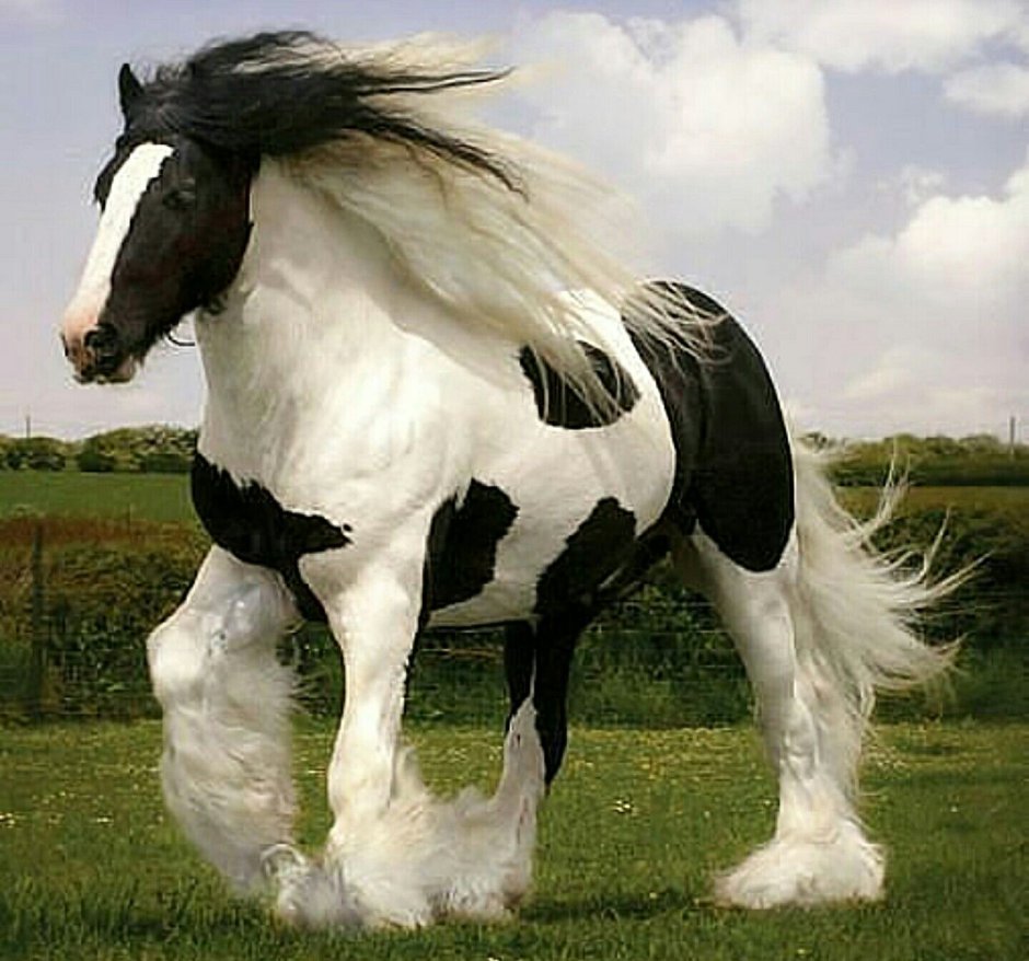 Пегий Шайр