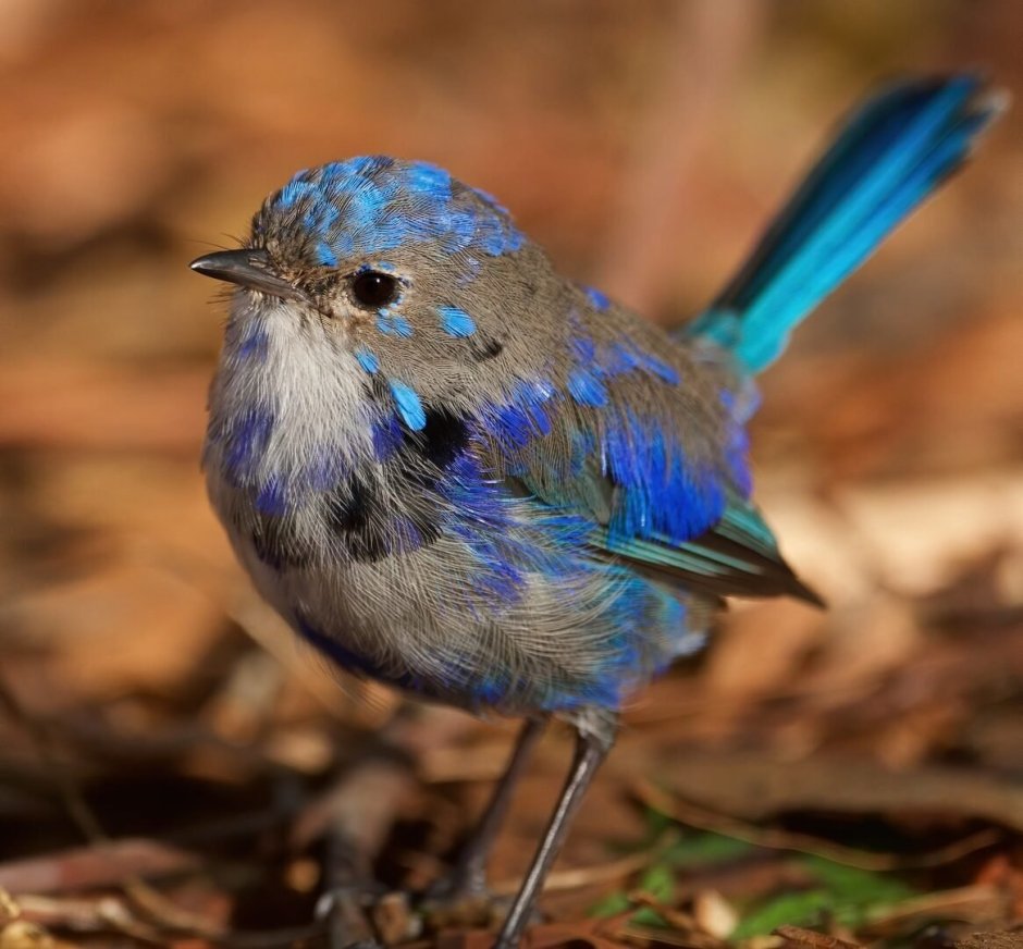 Rhinoptilus bitorquatus