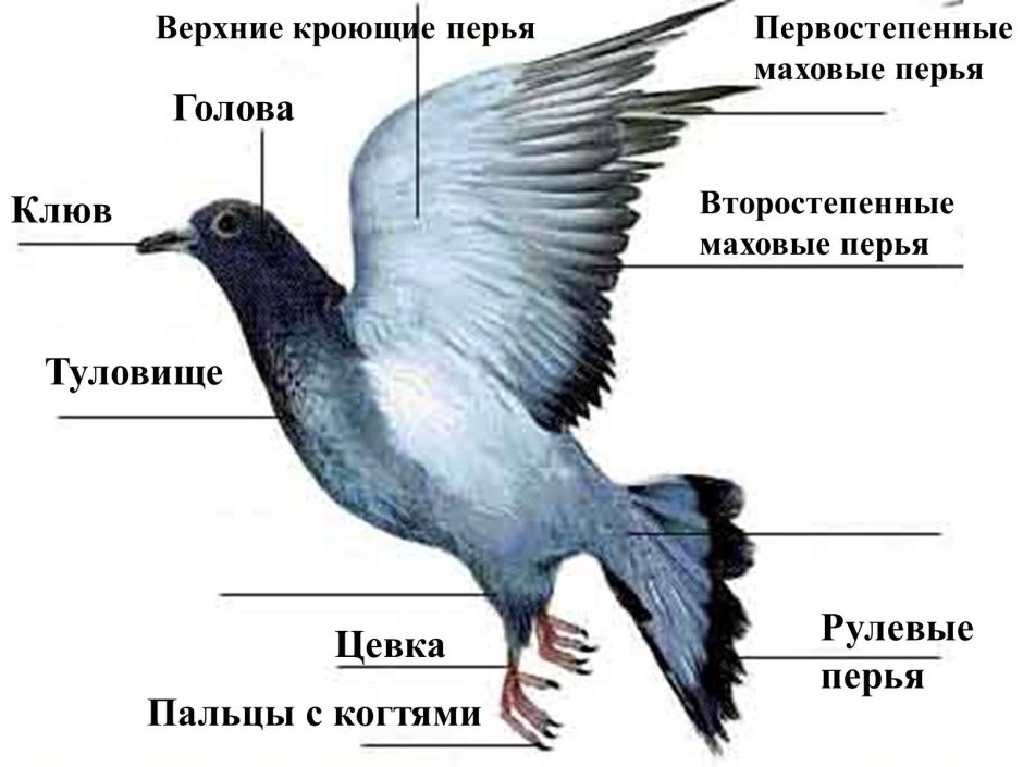 Развивающее занятие зимующие птицы