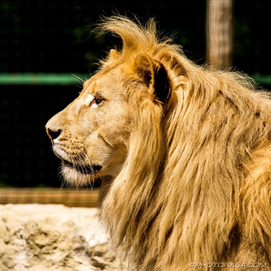 Лев с боку