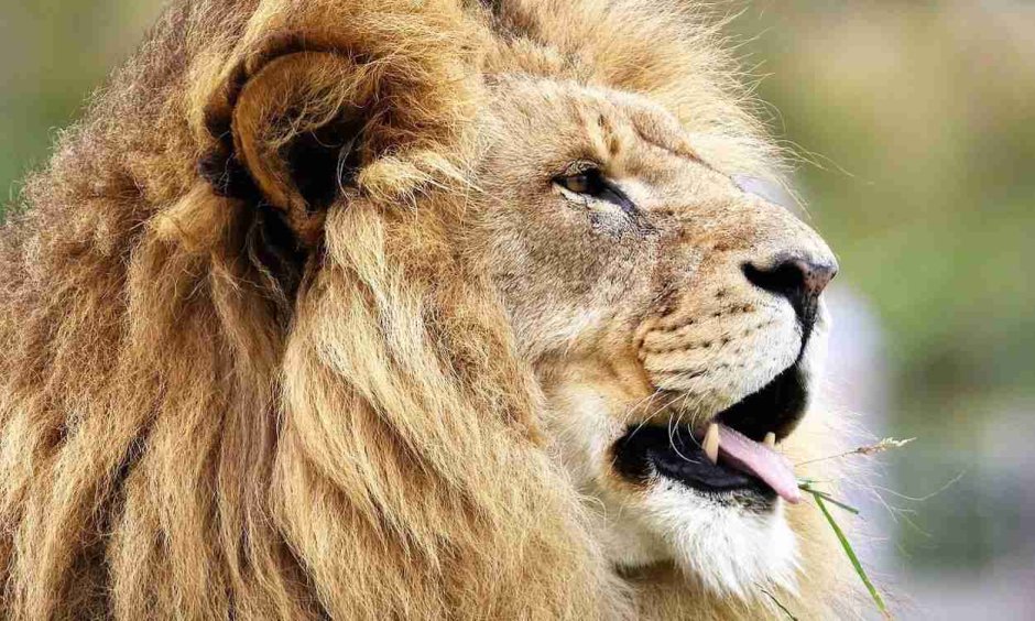 Что за Лев этот тигр рингтон