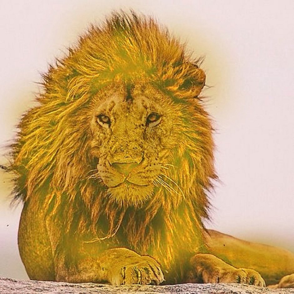 Золотистый Лев