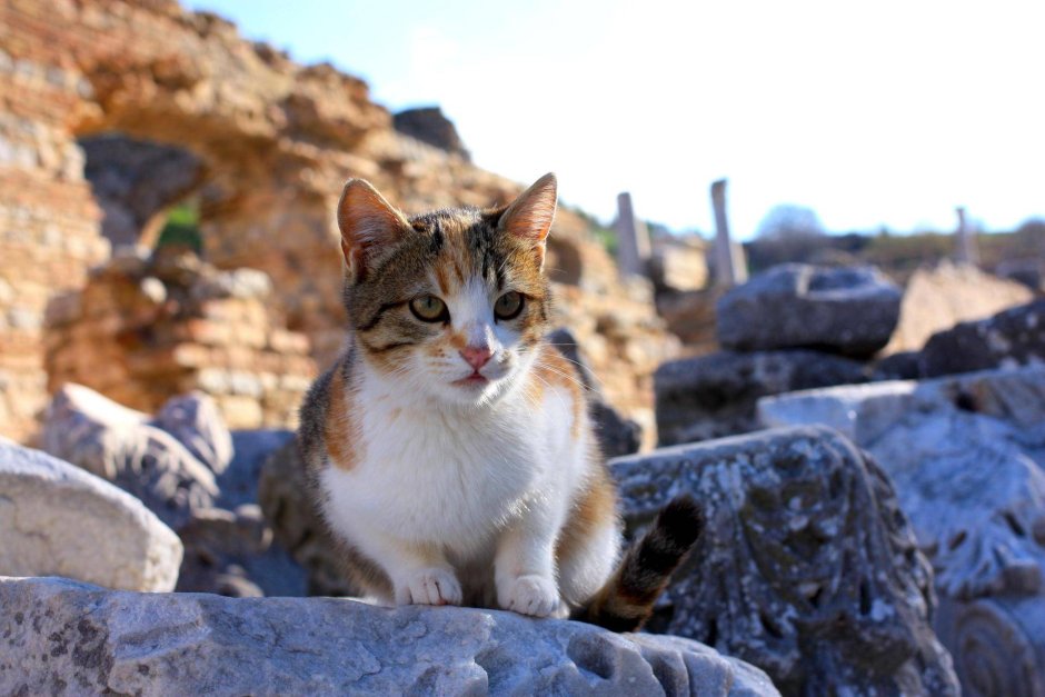 Эгейская кошка табби