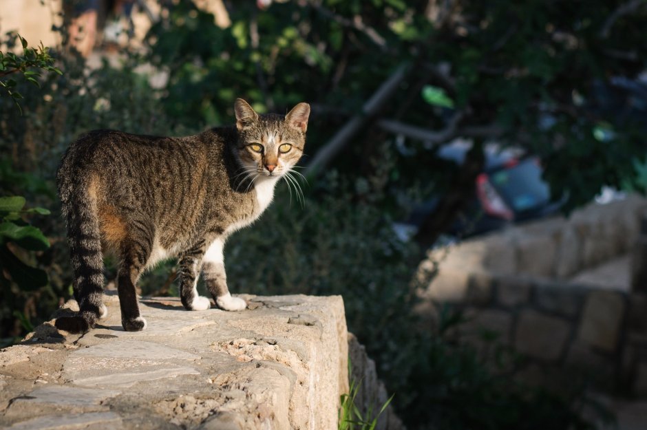 Дикие коты Кипра