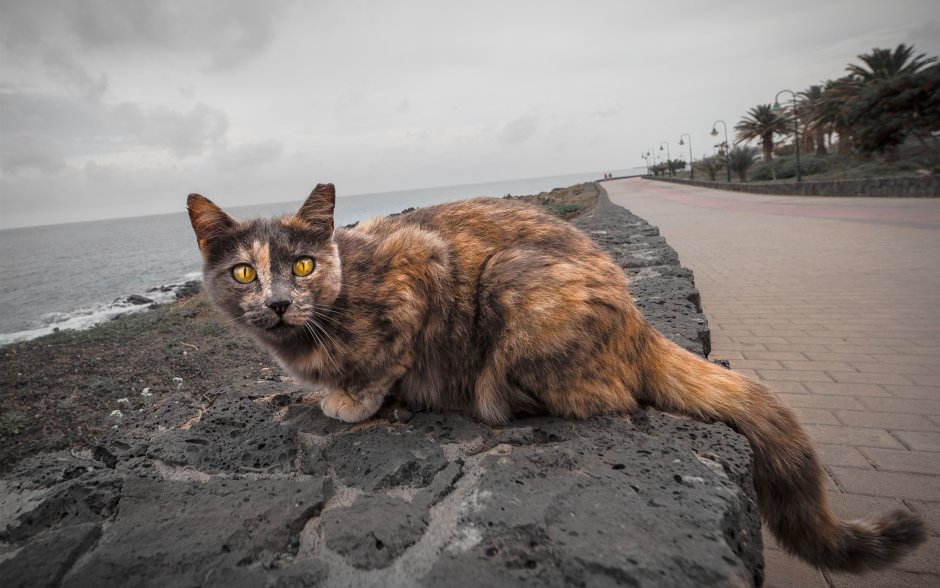 Кошка на берегу моря