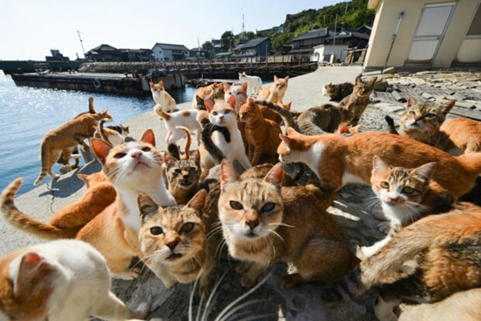 КИПРУС коты